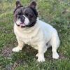 Fluffy French Bulldog