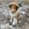 Collie Puppies