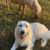 Great Pyrenees