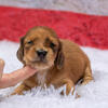 NERO - Mini Dachshund Red Male