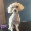 Miniature poodle