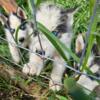 Husky puppies ready for new home