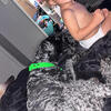 Kerry Blue Terrier Rare Dog Breed