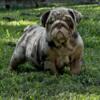 Beautiful chocolate tri Merle female