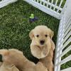AKC Golden Retrievers 