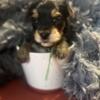 Yorkie Puppies CKC Registered! Ready for new homes