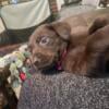 AKC chocolate labs for sale