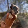 7 week Lilac Tri Fluffy carrier Female available 