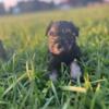 REDUCED  Miniature schnauzers puppies