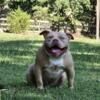 Standard American Bully- Male