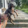 Akc Doberman puppies