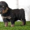 AKC German Rottweilers