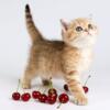 NEW Elite British kitten from Europe with excellent pedigree, female. Eva