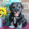 Mini Schnauzer Puppies for Sale - New Castle Indiana