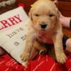 Cutiest golden retriever puppies