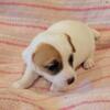 Short leg, smooth coat Jack Russell puppies