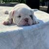 Male English Bulldog