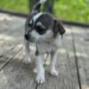 Rat terrier/ chihuahua puppies