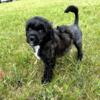 Whistler AKC Black Portuguese Water Dog