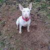 Female Bull terrier