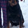 Rottweiler PROVEN STUD