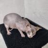 Sphynx meal cat no neuter