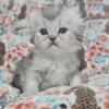 Registered Cattery  over 20 years experience luxury kittens