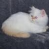 Flame Point Male Persian Himalayan Kitten