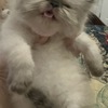 PERSIAN / HIMALAYAN  KITTENS