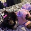 need stud for my female pomeranian. first time for her and me