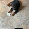 AKC Male Rottweiler puppy looking for furever home.