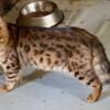 Purebred Bengals for sale in Oregon