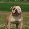 Champion olde english bulldogge stud