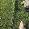 For Sale Great GIRL born 5/18/21