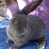 Flemish Giants - Black, Blue, Fawn, Sandy