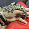 Lavender leopard gecko