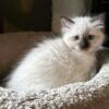 Ragdoll TICA  registered