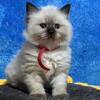Ragdoll kittens