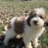 Mini St Bernedoodle pup available