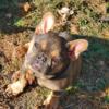 7 month old male tri blue French bulldog 