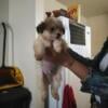 Shih tzu Puppies 