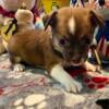 Adorable Chihuahua pups available