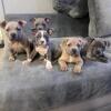 American Bully Puppies