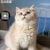 Super cute and sweet kitten ay12