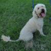 F1b Goldendoodle female dog