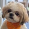 2 girl shih Tzu 6 months old 