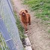 Male 8 Month Old Deep Red Goldendoodle