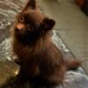 Female Pomeranian- color chocolate is available