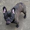 *NFS* Brindle French Bulldog Stud Service Teddy Bear Shaped coco carrier