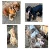 Cocker spaniels to rehome